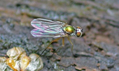 Argyra sp.